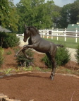 Life-size sculpture of Foal - Folen skulpturen