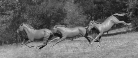 Lebensgroße Pferdestatuen : Pferde galoppieren über Hügel