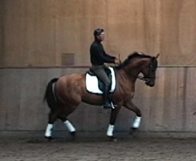 Machu Picchu : My Trakehner gelding