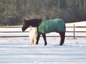 Ami at home in Pennsylvania with his favorite  companion Lightning