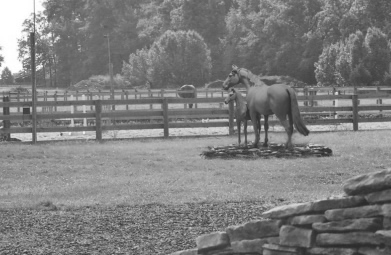 Life-size horse statues : Example of life-size enlargement of Mare and Foal